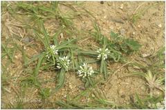 Enicostema axillare subsp. axillare